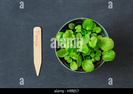 Kleine Haus angebaut Stiefmütterchen Sämlinge wachsen einen Plastiktopf. Stockfoto