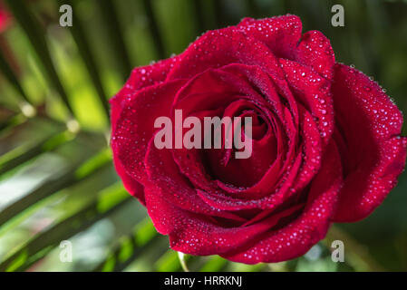Dunkelrote Rose mit Tautropfen. Makro Bild, Nahaufnahme, geringe Tiefenschärfe. grüner Hintergrund Stockfoto