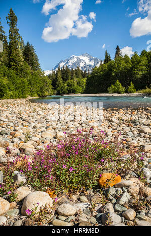 Unten auf der North Fork des Flusses Nooksack mit wilden Blumen im Vordergrund und Mt Shuksan im Hintergrund, Washington, USA. Stockfoto