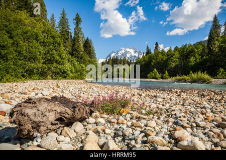 Unten auf der North Fork des Flusses Nooksack mit wilden Blumen im Vordergrund und Mt Shuksan im Hintergrund, Washington, USA. Stockfoto