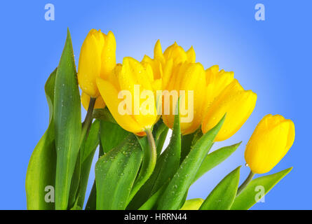 Gelbe Tulpen mit grünen Blättern auf blauem Hintergrund. Frühlingsblumen hautnah. Tulpen mit Wasser Tropfen isolierten auf blauen Hintergrund. Tau auf gelbe Tulpen Stockfoto