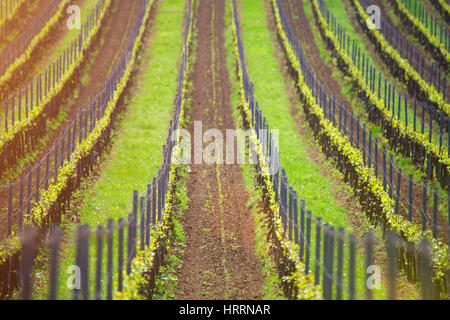 Weinberg-Zeilen in Abend Sonne. Wein Landwirtschaft Hintergrund. Erste Blätter der Traube im Frühjahr. Stockfoto