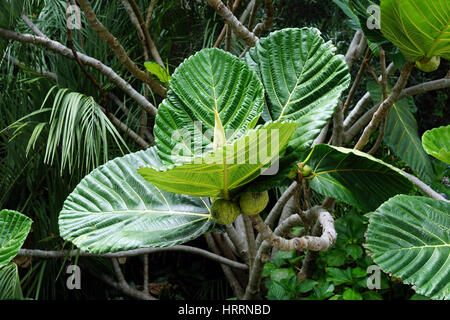 Ficus Dammaropsis, Kapiak, New Guinea Feige, Hochland Brotfrucht, Whangarei Steinbruchgärten, Neuseeland Stockfoto