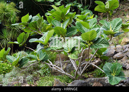 Ficus Dammaropsis, Kapiak, New Guinea Feige, Hochland Brotfrucht, Whangarei Steinbruchgärten, Neuseeland Stockfoto