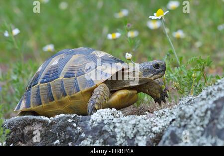 Sporn-thighed-Schildkröte (Testudo Graeca) im natürlichen Lebensraum Stockfoto