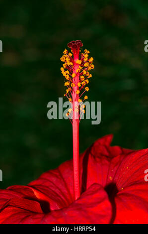 Staubfäden der Blume Stockfoto