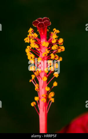 Staubfäden der Blume Stockfoto