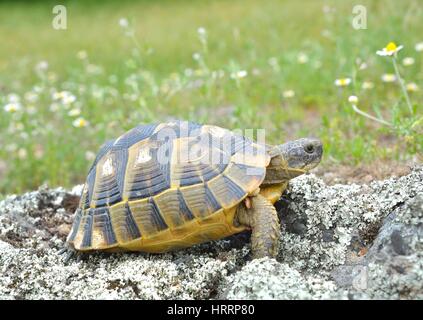 Sporn-thighed-Schildkröte (Testudo Graeca) im natürlichen Lebensraum Stockfoto