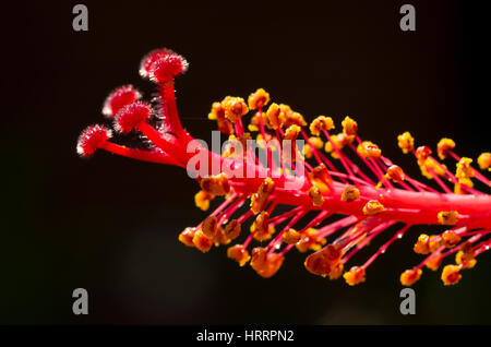 Staubfäden der Blume Stockfoto