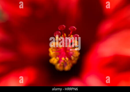 Staubfäden der Blume Stockfoto