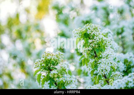 Schöne Sping blühen wilde Pflaume Blumen Stockfoto