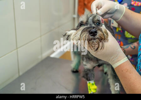 Tierärztliche Arzt untersuchen Ohr des Hundes in Klinik Stockfoto