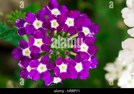 Lila Blumen Stockfoto