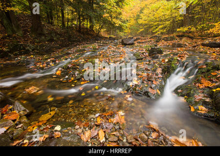 Adirondack Mountain Stream in die Herbstsaison zeigt goldene, rote und grüne Bäume säumen den Stream und rauschenden Wasser mit Moos bedeckt Felsen Stockfoto