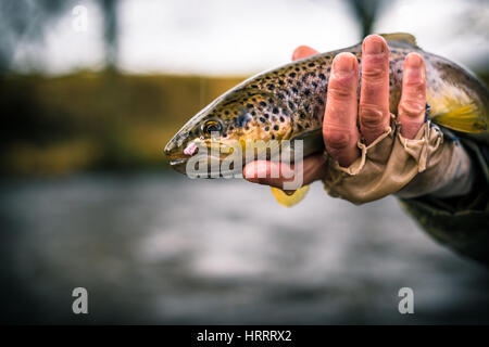 Bachforelle gefangen auf einer nassen Fliege in Wales, England, Fliegenfischen Stockfoto