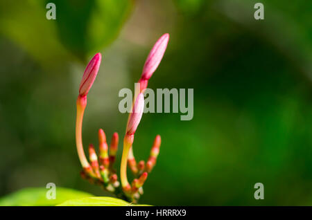 Knospen rosa Blume. Stockfoto