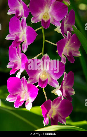 Rosa Blüten am Zweig Stockfoto