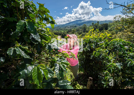 Forscher Kommissionierung durch Blätter auf einer Kaffee-Farm zu jedem Kaffee Zwergrost (Hemileia Vastatrix) abgefangen werden, die möglicherweise aufgetreten sind. Dieser Kaffee-Farm ist ein pa Stockfoto