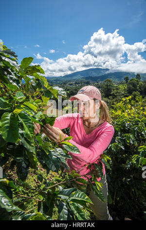 Forscher Kommissionierung durch Blätter auf einer Kaffee-Farm zu jedem Kaffee Zwergrost (Hemileia Vastatrix) abgefangen werden, die möglicherweise aufgetreten sind. Dieser Kaffee-Farm ist ein pa Stockfoto