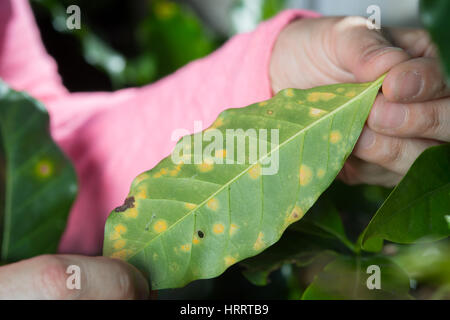 Kaffee Zwergrost (Hemileia Vastatrix) wird auf einer Kaffeeplantage in San Marcos de Tarrazœ, Costa Rica untersucht. Stockfoto