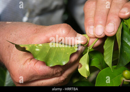 Kaffee Zwergrost (Hemileia Vastatrix) wird auf einer Kaffeeplantage in San Marcos de Tarrazœ, Costa Rica untersucht. Stockfoto