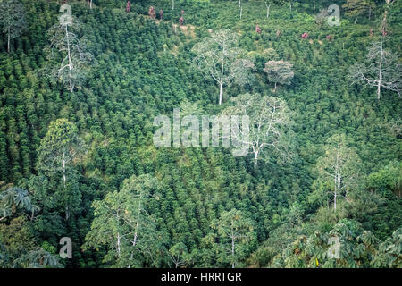 Blick auf einer Kaffeeplantage in Costa Rica Dschungel, in Konsequenz, Costa Rica. Stockfoto