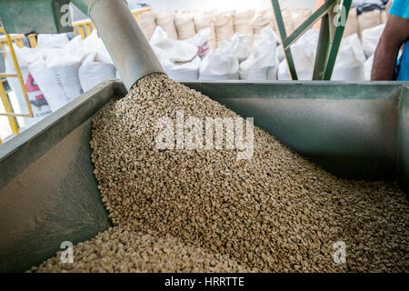 Grünen, ungerösteten Kaffeebohnen verteilen sich in einem großen Metall-Kasten bei einem Kaffee-Verarbeitungsanlage in akquiriert, Costa Rica. Stockfoto