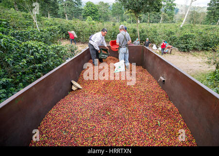 Kaffee-Arbeiter, die Verteilung von frisch gepflückt Kaffeekirschen auf der Rückseite eines LKW auf einer Kaffeefarm in akquiriert, Costa Rica. Stockfoto