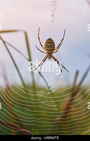 Gelb gestreifte Spinne sitzen auf Web Closeup. Makroaufnahme einer Giftspinne Insekt Stockfoto