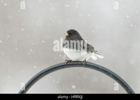 Weiblichen nördlichen Kardinal Futtersuche auf Schnee bedeckten Boden. Stockfoto
