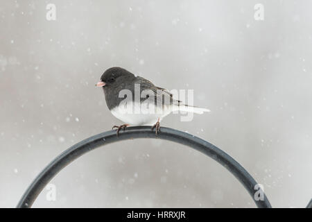 Weiblichen nördlichen Kardinal Futtersuche auf Schnee bedeckten Boden. Stockfoto