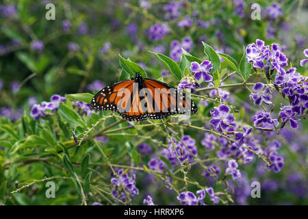 Monarchfalter auf lila und weißen Blüten Stockfoto