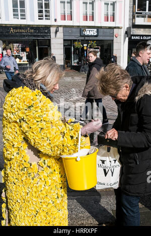 Marie-Curie-Narzisse Spendenaufruf Frau Narzissen sammeln Spenden Straße Truro Cornwall UK Stockfoto