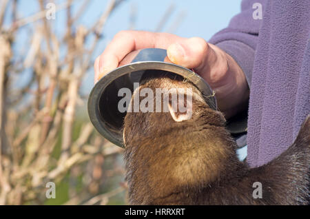 Iltis Mustela Putorius, England, Vereinigtes Königreich, Großbritannien, Europa Hand füttern Stockfoto