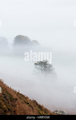 Bäume im Nebel Danby Dale, North York Moors National Park Stockfoto