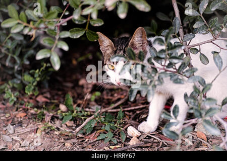 Streunende Katze in den Büschen versteckt. Stockfoto