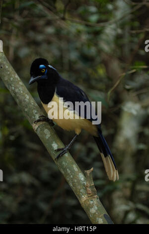 Plüsch-crested Jay (Cyanocorax Chrysops), Jay von der Familie Corvidae. Fotografiert im Iguazu National Park - Vogelbeobachtung Reise Stockfoto