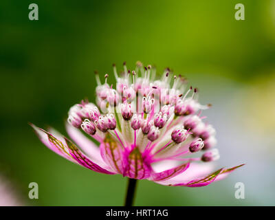 Makro-Detail einer rosa Astrantia große Blume mit Hintergrundbeleuchtung gegen ein grünes Blattgemüse Bokeh. Kreative Nahaufnahme einer wunderschönen Blume, Fang das Licht Stockfoto