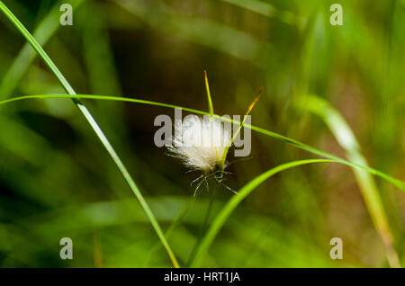 Wollgras/Arktis grasssummer Stockfoto