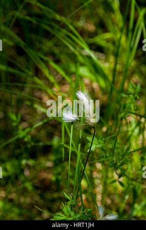 Wollgras/Arktis grasssummer Stockfoto