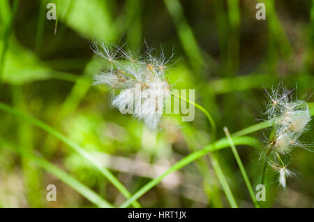 Wollgras/Arktis grasssummer Stockfoto