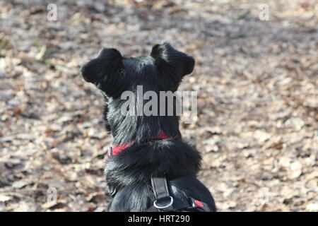 Wieder ein schwarzer Hund Kopf Stockfoto