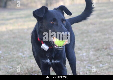 Hund mit Ball spielen Stockfoto