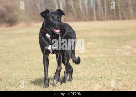 Schwarzer Hund in der Natur Stockfoto
