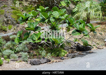 Ficus Dammaropsis, Kapiak, New Guinea Feige, Hochland Brotfrucht, Whangarei Steinbruchgärten, Neuseeland Stockfoto