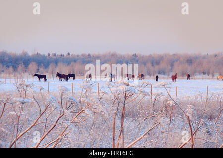 Herde von Pferden auf einer verschneiten Weide. Winterabend. Stockfoto
