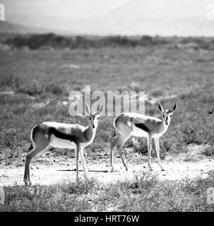 In Krüger Nationalpark Südafrika wild Impala und den Winter Bush Stockfoto