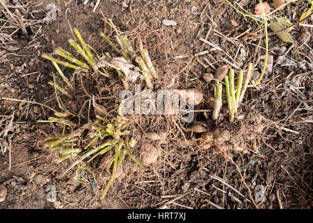 Dahlien Knollen hob nur für Überwinterung Stockfoto