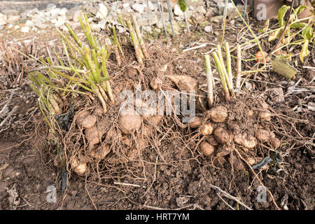 Dahlien Knollen hob nur für Überwinterung Stockfoto