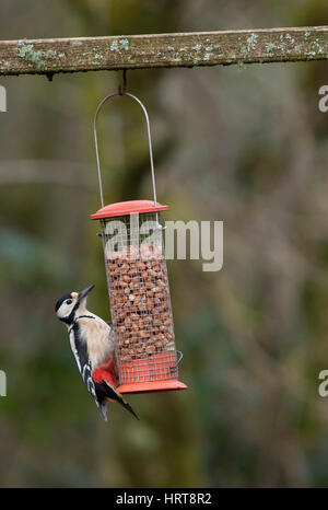 Buntspecht auf Erdnuss Feeder im winter Stockfoto